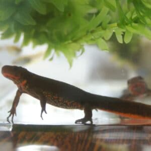 いきもの会
